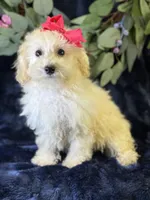 Cashmere, a female Bichpoo for sale in Center Ridge, AR – 7 of 9