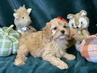 Mabel, a female Bichon Frise and Cavapoo for sale in Center Ridge, AR – 3 of 5