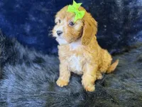 Lani, a female Cavapoo for sale in Center Ridge, AR – 4 of 7