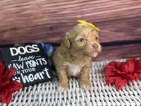 Marina, a female Cavalier King Charles Spaniel and Poochon for sale in Center Ridge, AR – 8 of 9