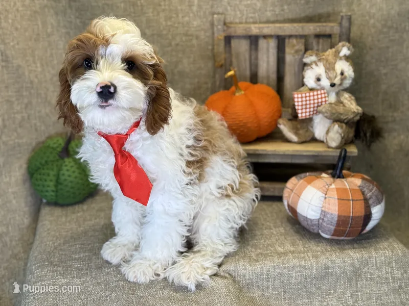 Cayman – Cavapoo puppy for sale in Center Ridge, AR