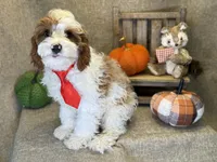 Cayman, a male Cavapoo for sale in Center Ridge, AR – 1 of 6