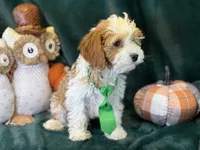 Waylon, a male Cavapoo for sale in Center Ridge, AR – 2 of 10