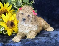 Claire, a female Poochon for sale in Center Ridge, AR – 7 of 10