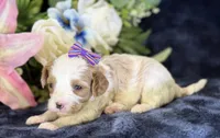 Roxy, a female Cavapoo for sale in Center Ridge, AR – 3 of 10