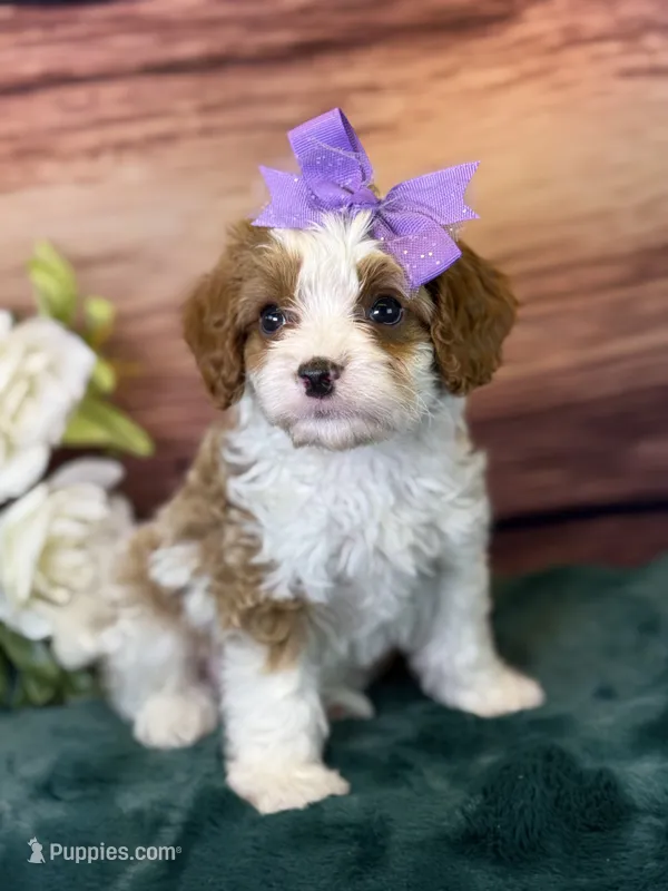 Roxy – Cavapoo puppy for sale in Center Ridge, AR