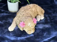 Claire, a female Poodle - Miniature  and Cavachon for sale in Center Ridge, AR – 2 of 10