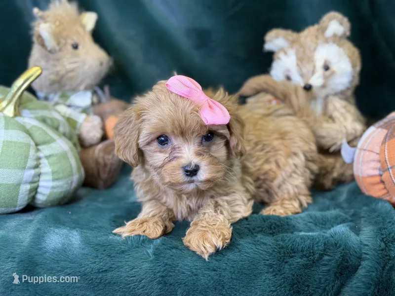 Rosie – Bichon Frise, Cavapoo puppy for sale in Center Ridge, AR