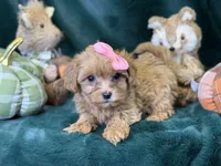 Rosie, a female Bichon Frise and Cavapoo for sale in Center Ridge, AR – 1 of 4