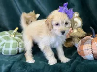 Poppy, a female Bichon Frise and Cavapoo for sale in Center Ridge, AR – 3 of 6