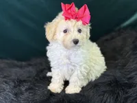 Cashmere, a female Bichpoo for sale in Center Ridge, AR – 3 of 8