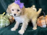 Poppy, a female Bichon Frise and Cavapoo for sale in Center Ridge, AR – 2 of 6