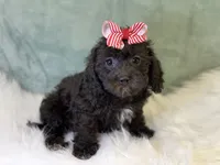 Rayne, a female Cavalier King Charles Spaniel and Poochon for sale in Center Ridge, AR – 4 of 8