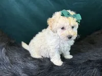 Bianca, a female Bichpoo for sale in Center Ridge, AR – 6 of 8