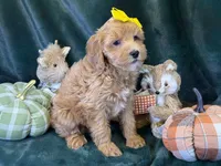 Willow, a female Bichon Frise and Cavapoo for sale in Center Ridge, AR – 4 of 5