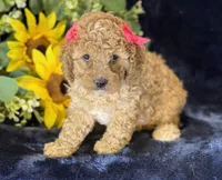 Claire, a female Poochon for sale in Center Ridge, AR – 8 of 10