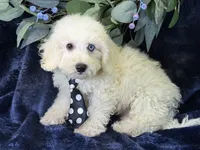 Casper, a male Bichpoo for sale in Center Ridge, AR – 5 of 9