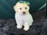 Bianca, a female Bichpoo for sale in Center Ridge, AR – 2 of 8