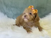 Marina, a female Cavalier King Charles Spaniel and Poochon for sale in Center Ridge, AR – 5 of 7