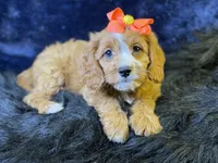 Haven, a female Cavapoo for sale in Center Ridge, AR – 3 of 7