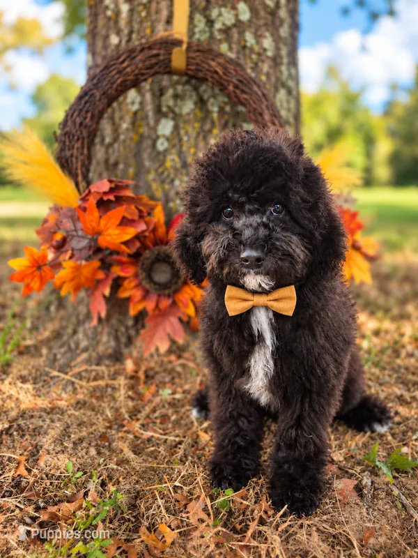 Walt the Cavapoochon – Cavapoo puppy for sale in Tyler, TX