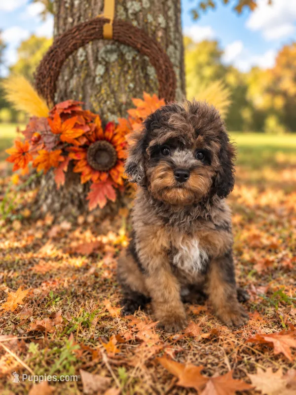 Cayman the Cavapoochon – Cavapoo puppy for sale in Tyler, TX