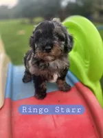 Ringo Starr the Cavapoochon , a male Cavapoo for sale in Tyler, TX – 1 of 1