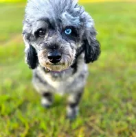 Essie, a female Bichpoo for sale in Tyler, TX – 2 of 2