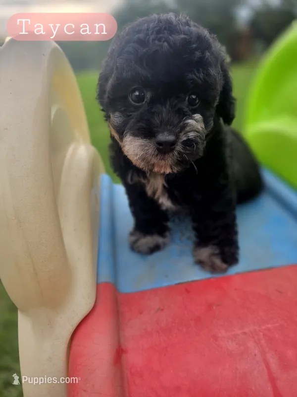 Taycan the Cavapoochon – Cavapoo puppy for sale in Tyler, TX