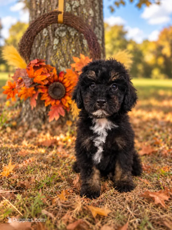 George Harrison the Cavapoochon – Cavapoo puppy for sale in Tyler, TX