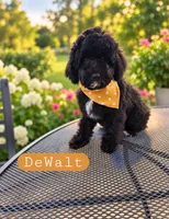 Walt the Cavapoochon, a male Cavapoo for sale in Tyler, TX – 1 of 1