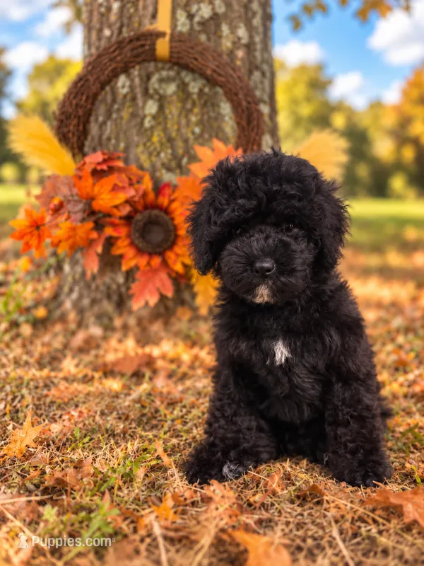 Spyder the Cavapoochon – Cavapoo puppy for sale in Tyler, TX
