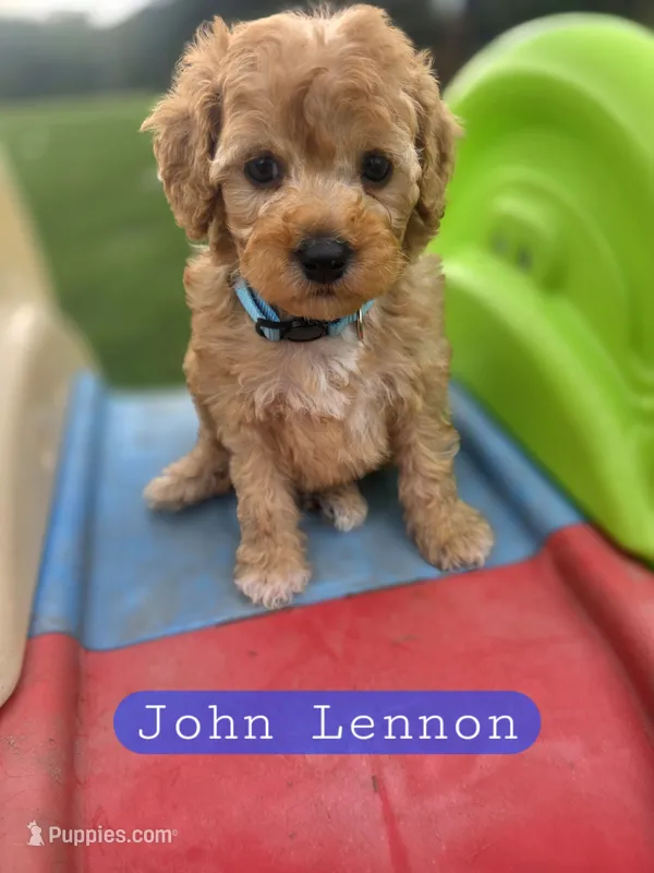 John Lennon the Cavapoochon – Cavapoo puppy for sale in Tyler, TX