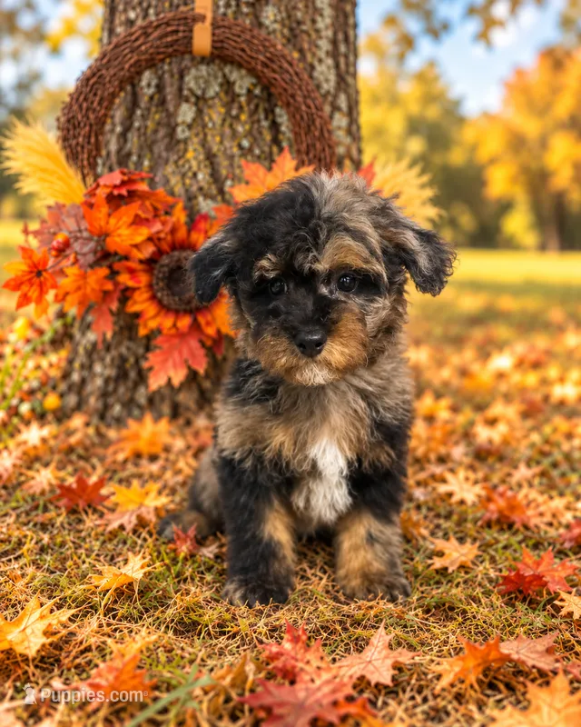 Ringo Starr the Cavapoochon  – Cavapoo puppy for sale in Tyler, TX