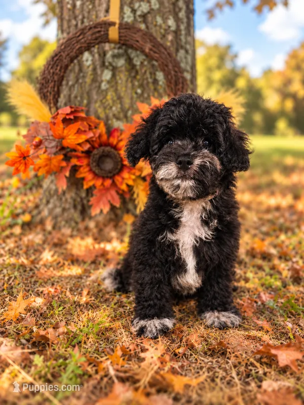 Taycan the Cavapoochon – Cavapoo puppy for sale in Tyler, TX