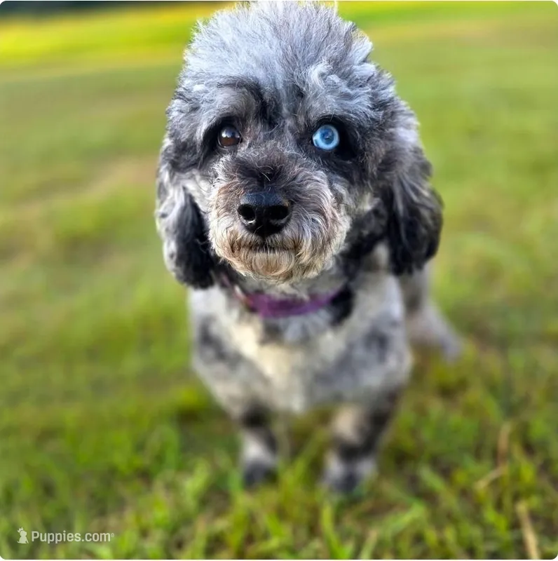 Essie – Bichpoo puppy for sale in Tyler, TX