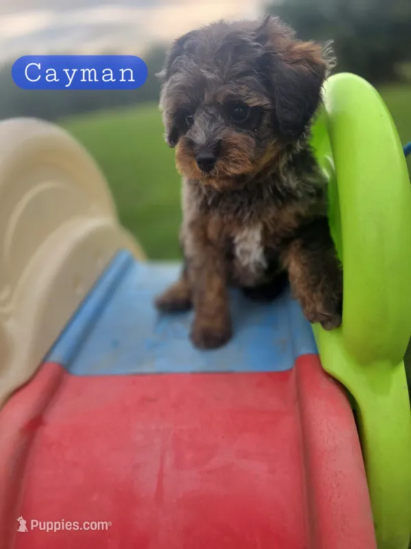 Cayman the Cavapoochon – Cavapoo puppy for sale in Tyler, TX