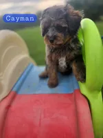 Cayman the Cavapoochon, a male Cavapoo for sale in Tyler, TX – 1 of 1