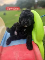 Spyder the Cavapoochon, a male Cavapoo for sale in Tyler, TX – 1 of 1