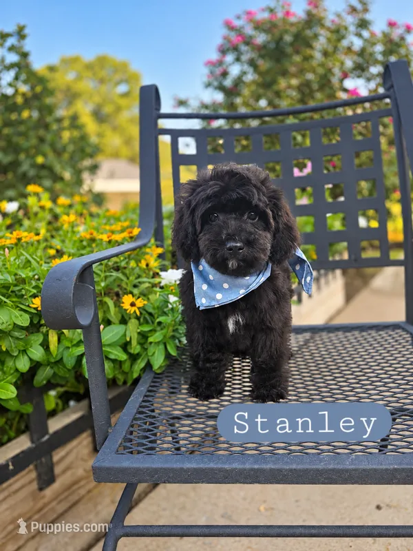 Stanley the Cavapoochon – Cavapoo puppy for sale in Tyler, TX