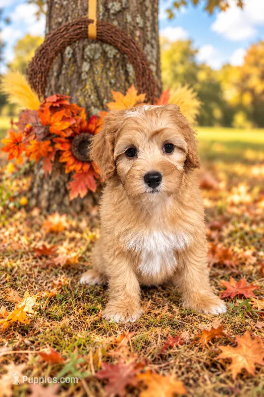 Paul McCartney the Cavapoochon  – Cavapoo puppy for sale in Tyler, TX