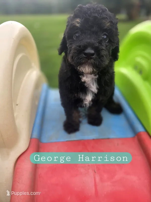 George Harrison the Cavapoochon – Cavapoo puppy for sale in Tyler, TX