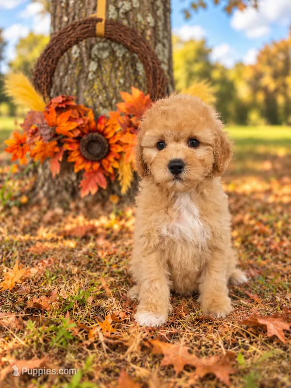 John Lennon the Cavapoochon – Cavapoo puppy for sale in Tyler, TX