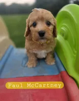 Paul McCartney the Cavapoochon , a male Cavapoo for sale in Tyler, TX – 1 of 1