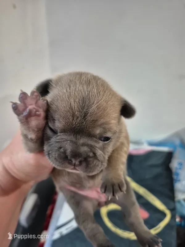 Bubbles – Frenchton puppy for sale in Vershire, VT