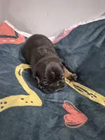 Zeus, a male Frenchton for sale in Vershire, VT – 5 of 7