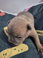 Bubbles, a female Frenchton for sale in Vershire, VT – 4 of 6