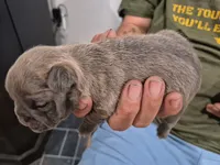 Max, a male Frenchton for sale in Vershire, VT – 2 of 7