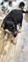 Zora, a female Australian Shepherd for sale in Vershire, VT – 1 of 1