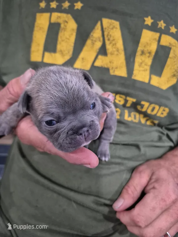 Max – Frenchton puppy for sale in Vershire, VT